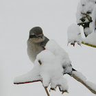 Northern Shrike