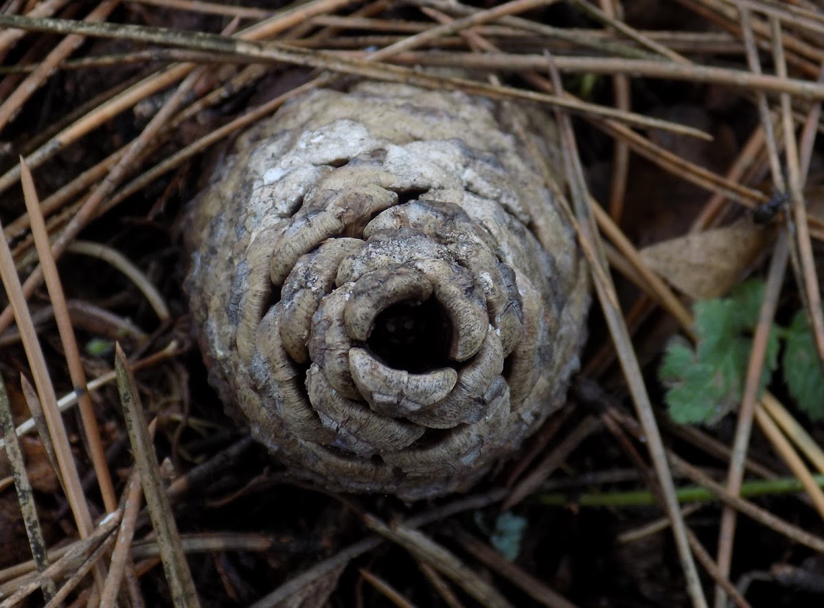 Black pine (Cone)