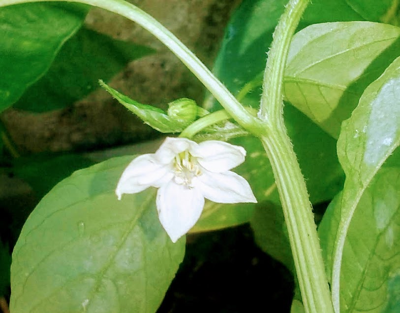 Quando plantadas, as sementes do pimentão germinam facilmente. Contudo, nem sempre é fácil conseguir que a planta frutifique em casa. E não é incomum obter frutos muito pequenos e imprestáveis para o consumo. 