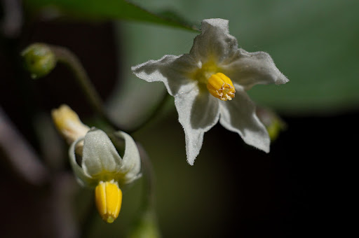 Solanum nigrum