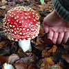 Fly agaric