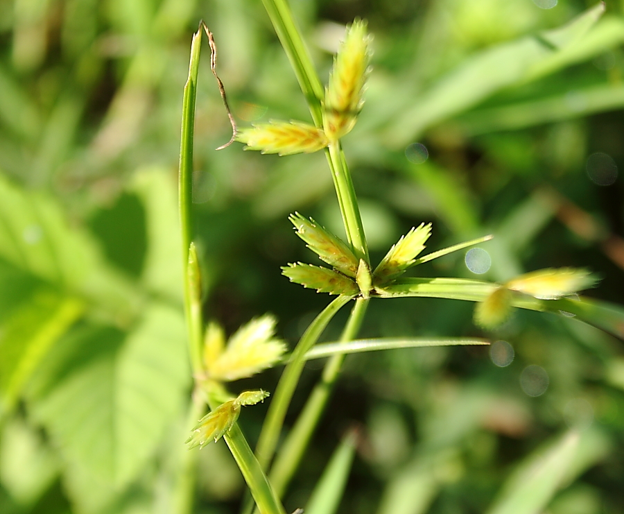 Fragrant Flatsedge