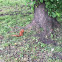 Eurasian red squirrel