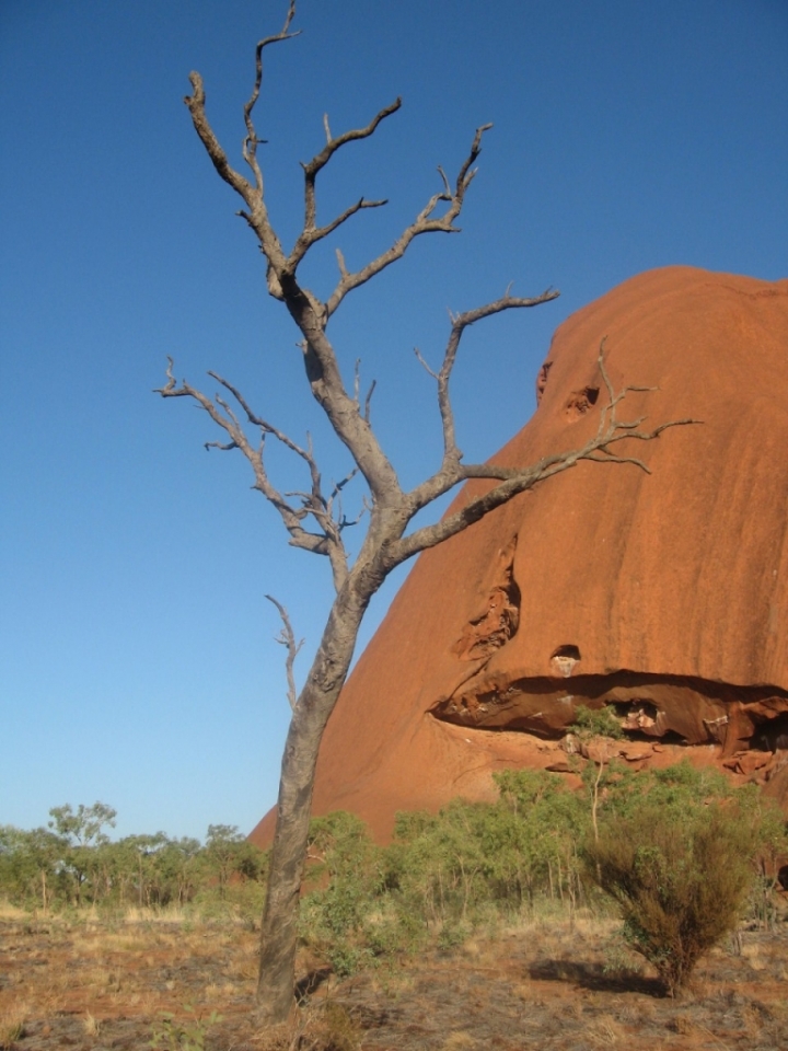 Natura Australiana di gladiatoresolitario