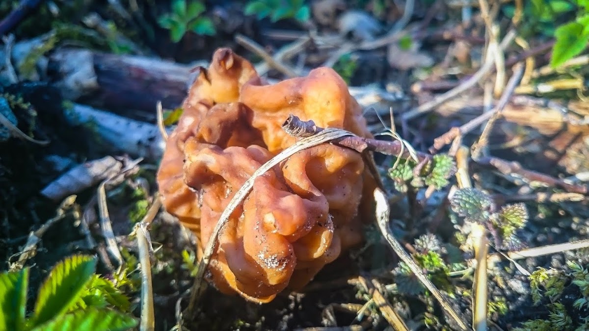 False Morel