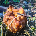 False Morel