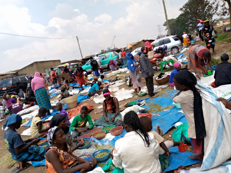 Women working in the business of cleaning the grasshoppers