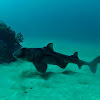 Port Jackson Shark