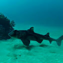 Port Jackson Shark