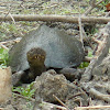 East African black mud turtle