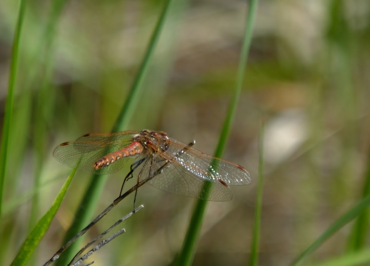 Variegated meadowhawk dragonfly