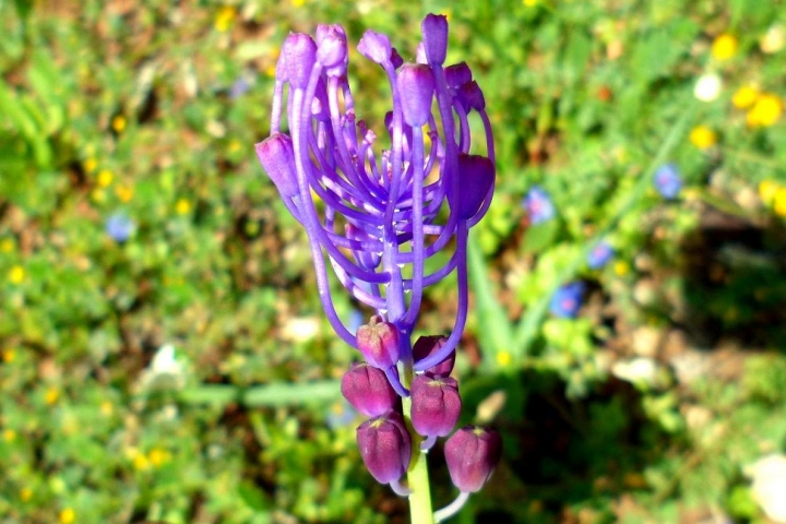 Il viola naturale... di Primula Vico