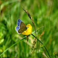 Farfalla nella natura di 