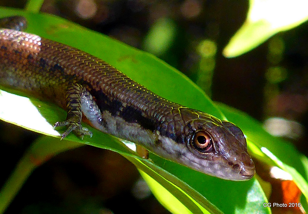 Pale-lipped Shade Skink