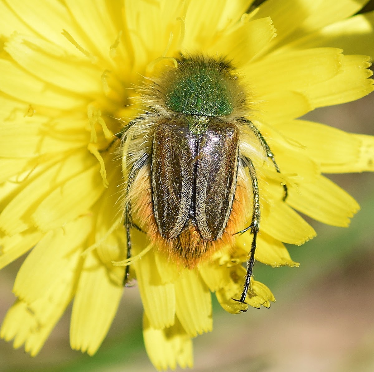 Bumble Bee Scarab Beetle