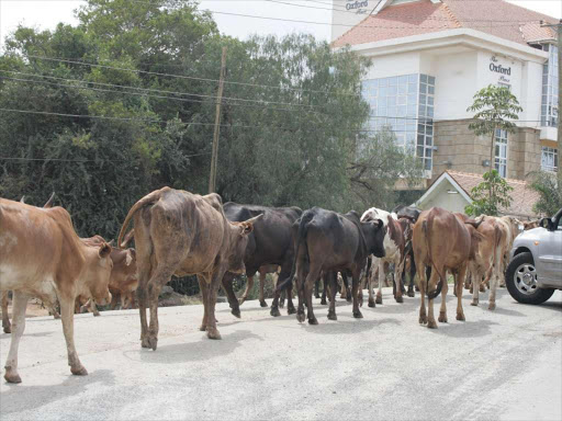 Cows search for pasture.