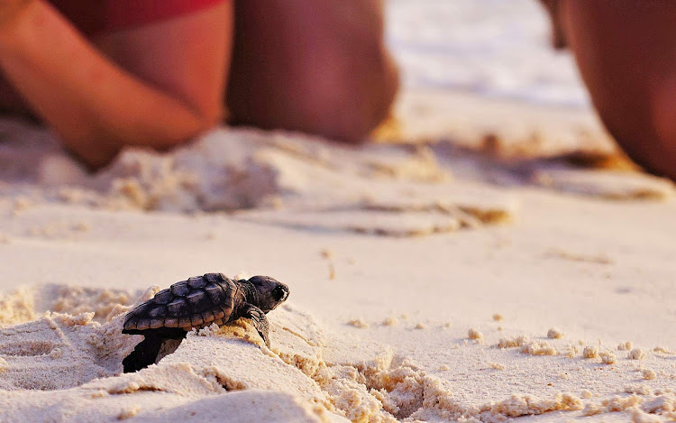 A turtle hatchling makes its way to the sea on Bonaire. 