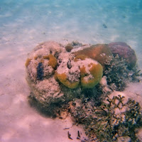 SCOPRI I COLORI DEL NOSTRO MARE! di 