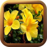 Animated Flower Theme Live Wallpaper  Icon