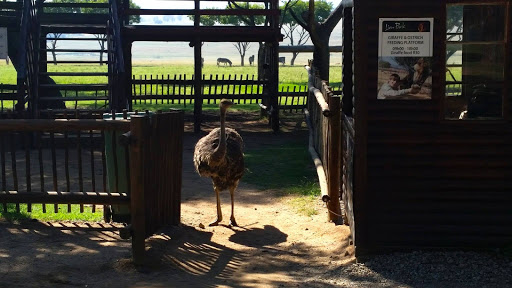 Lion Park South Africa 2015