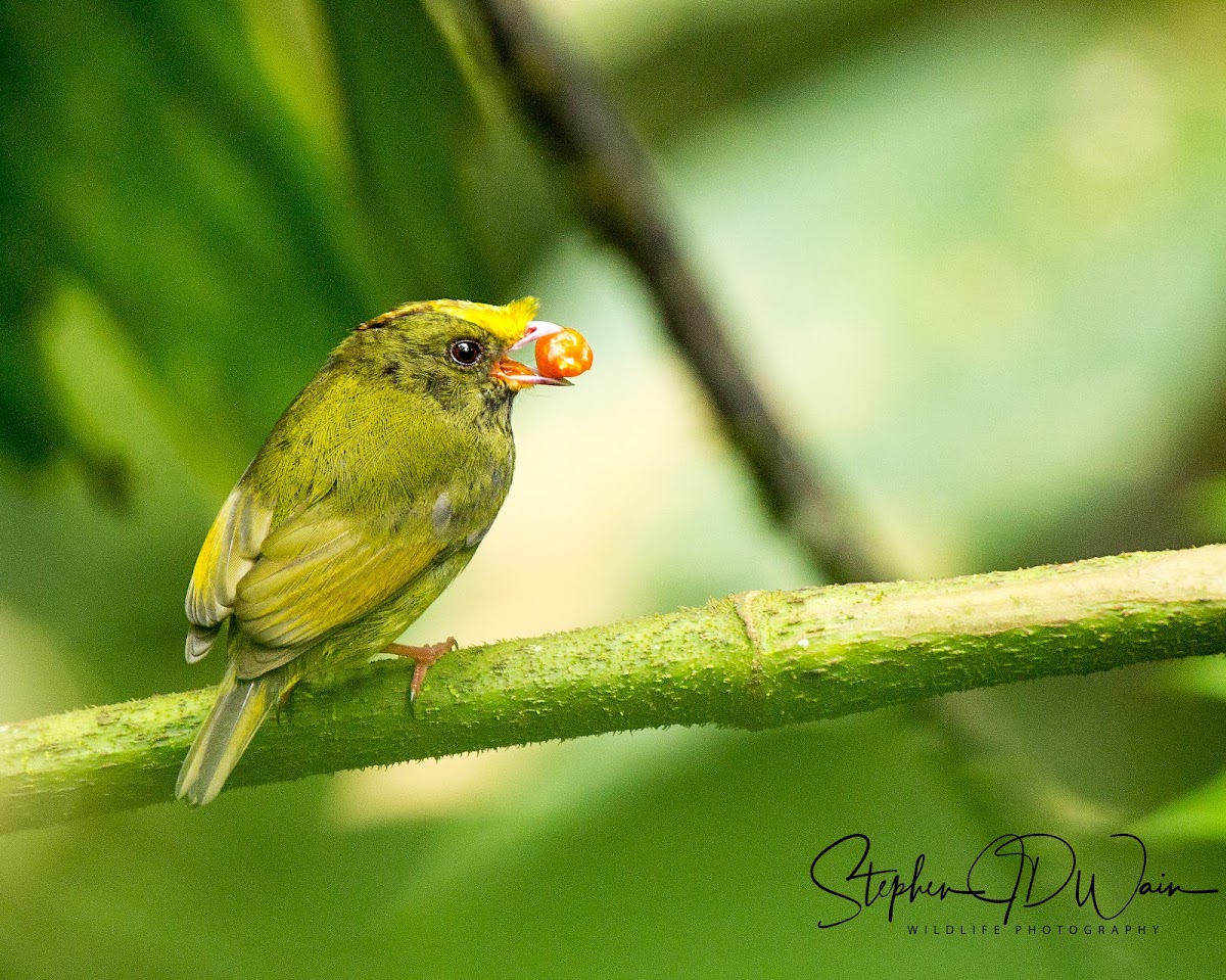 Golden winged Manakin