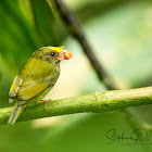 Golden winged Manakin