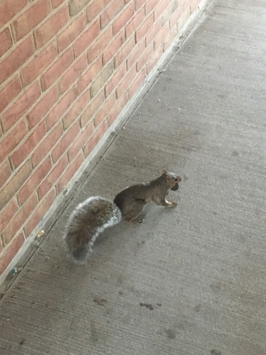 Eastern gray squirrel