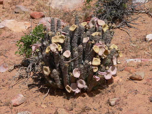 Hoodia gordonii