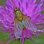 Muscid Fly