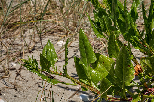 Beta maritima