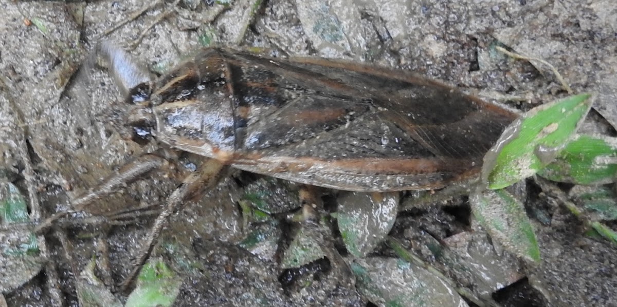 Giant Water Bug