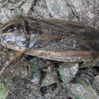 Giant Water Bug