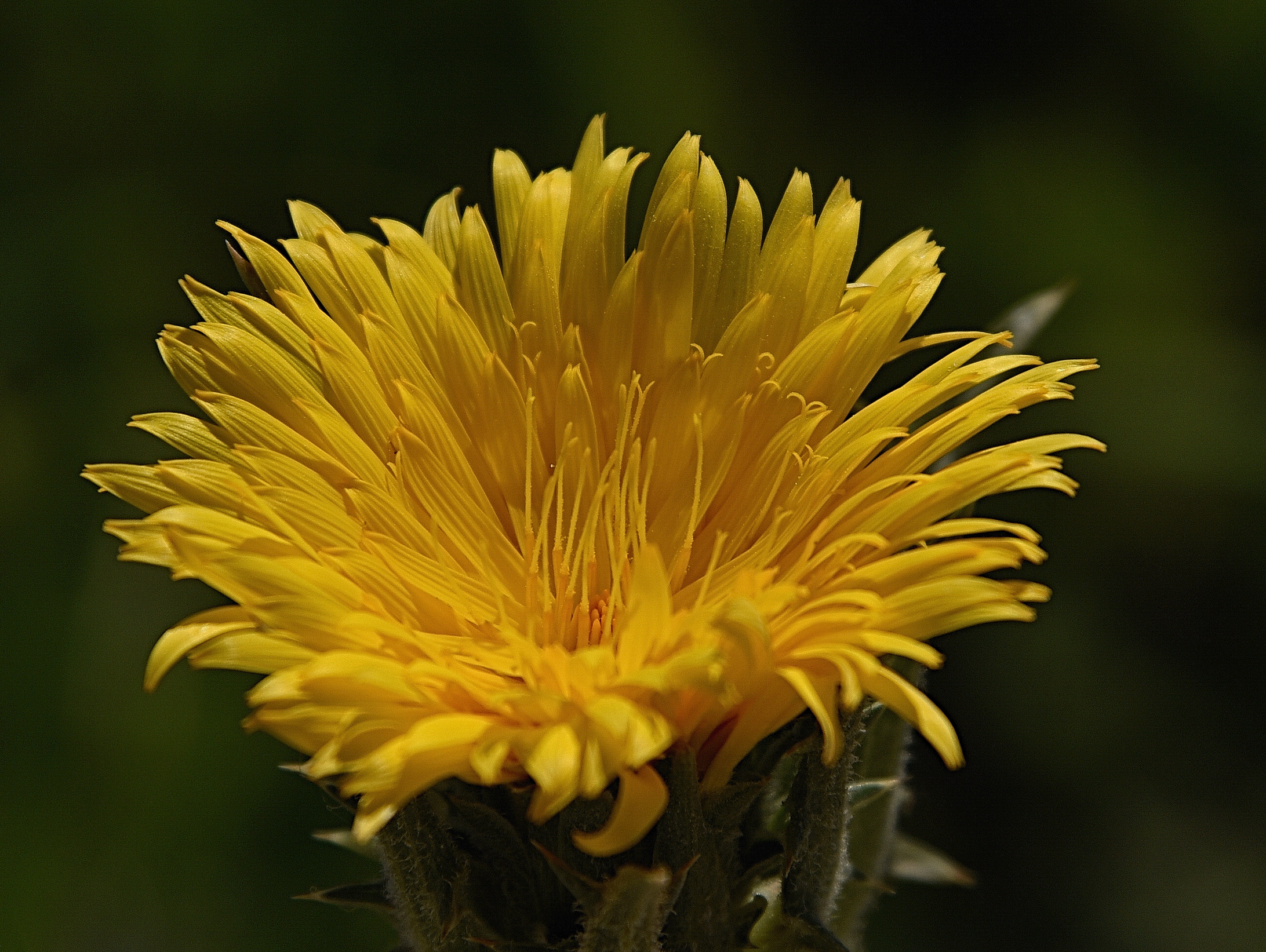  fiore d'aprile di Isidoro. 