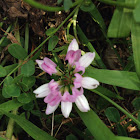 Crown Vetch