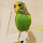 Budgerigar - New Tab in HD