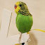 Budgerigar - New Tab in HD