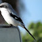 Loggerhead Shrike