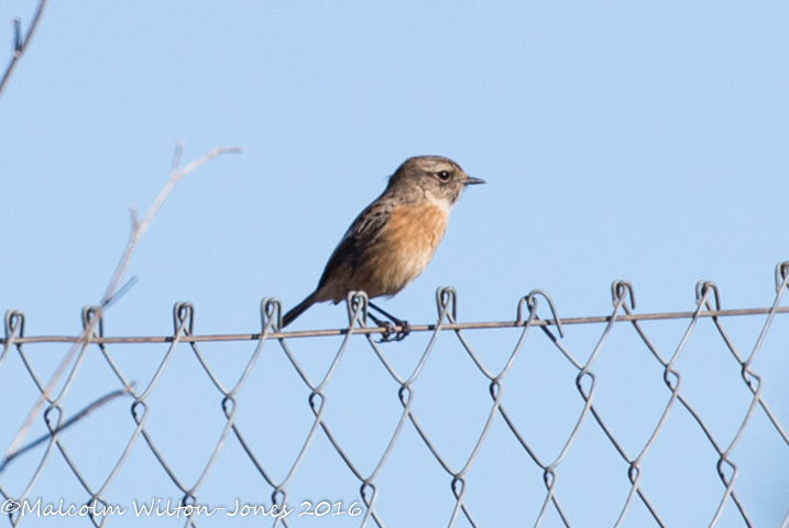 Stonechat; Tarabilla Común