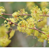 Smilax china 菝葜(金剛藤)