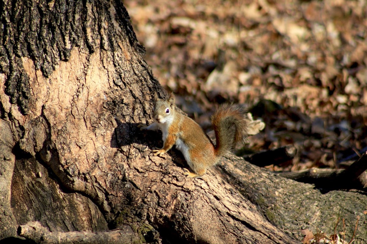 American Red Squirrel