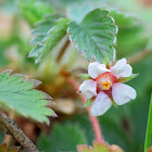 Pink Barren Strawberry