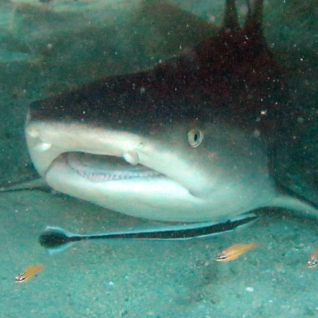 Whitetip Reef Shark