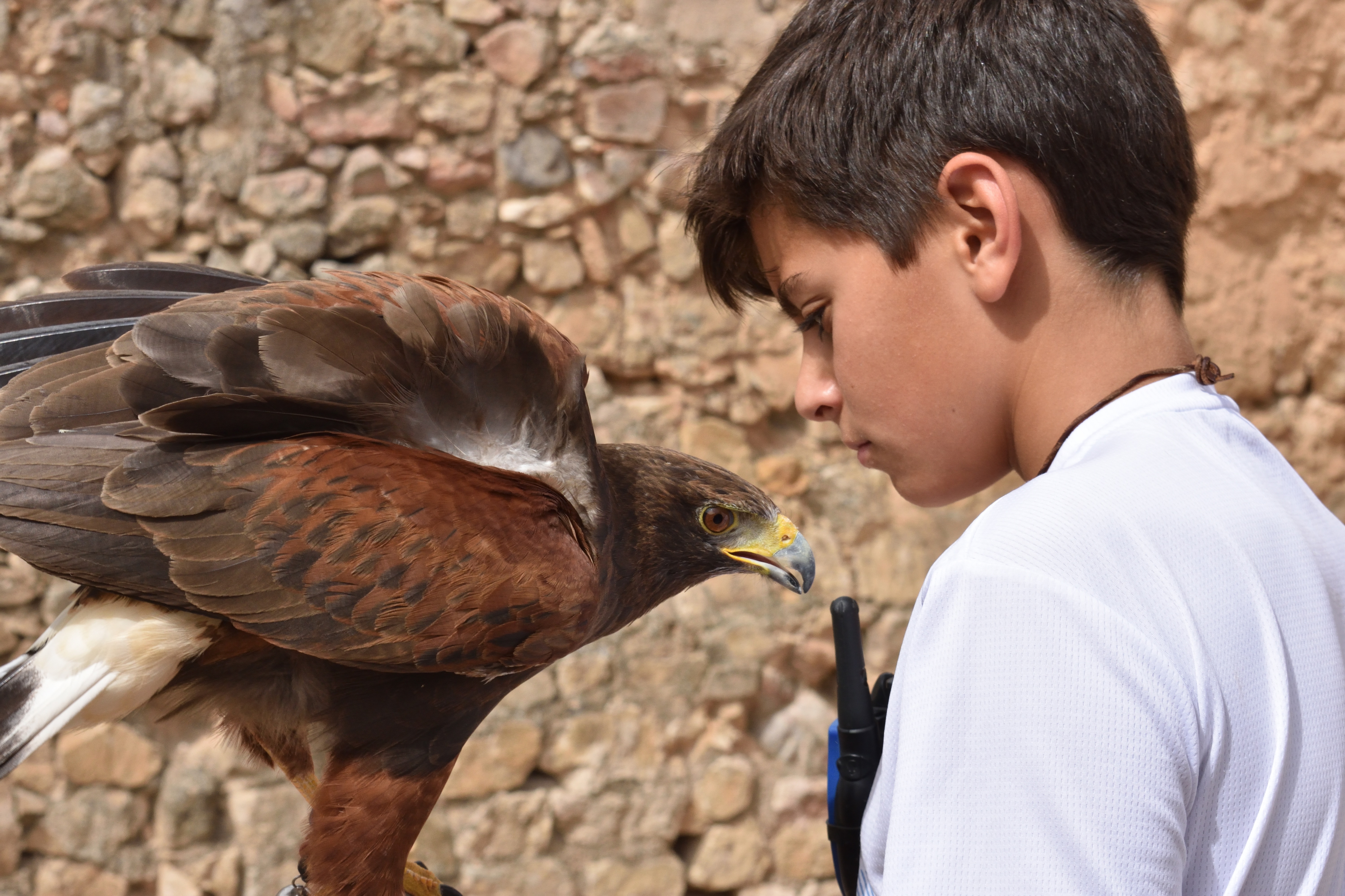 Il piccolo falconiere di Pavel73