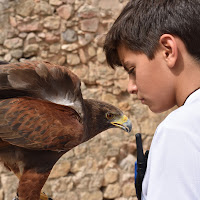 Il piccolo falconiere di 