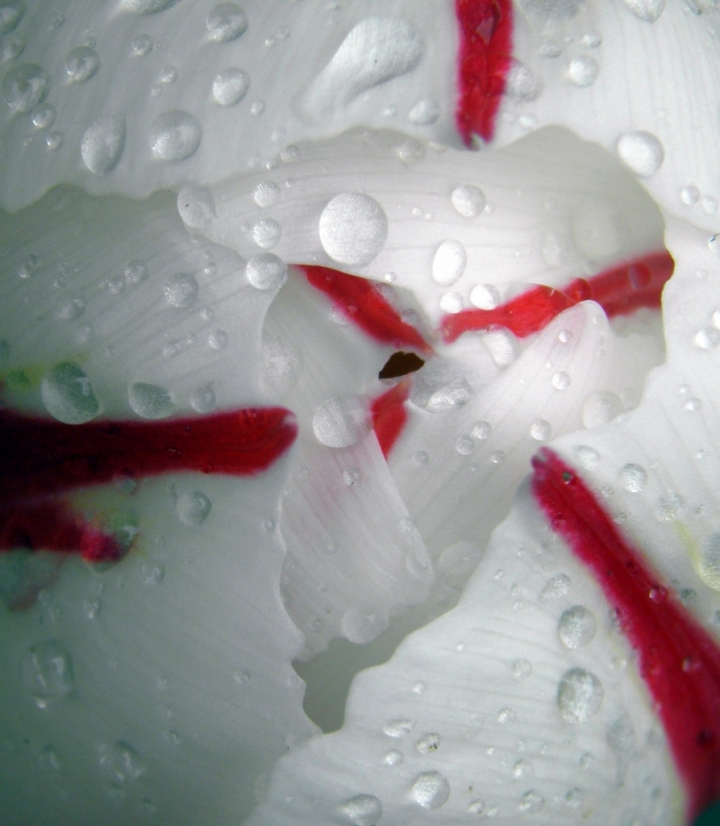 White   red di PaoloFranceschini