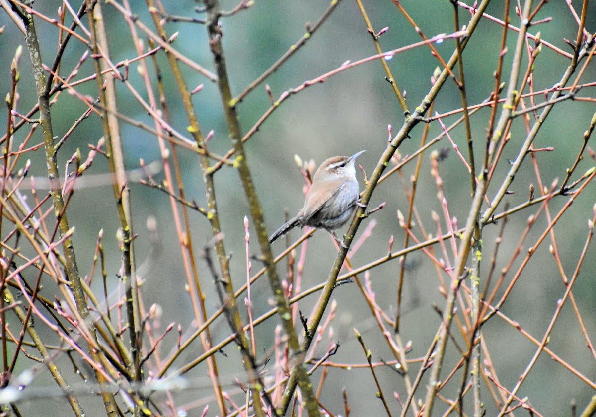 Bewick's wren