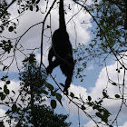 Howler Monkey