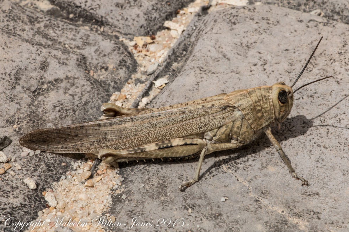 Egyptian Grasshopper