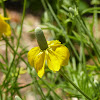 Prairie Coneflower