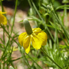 Prairie Coneflower